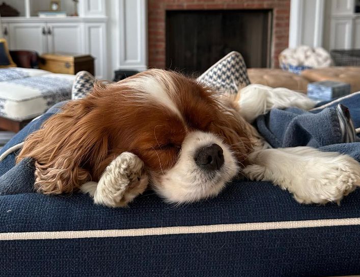 A picture of Brooke's pet dog