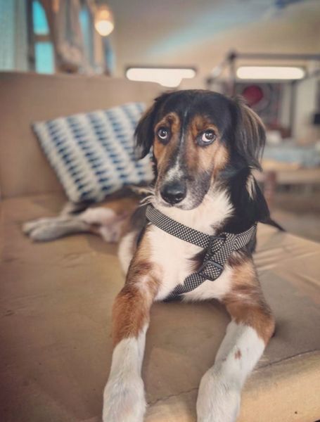 Anant Vijay Joshi's dog Cujo